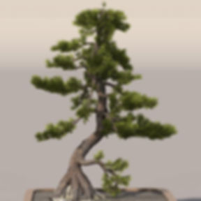 LIBRARY : BONSAI