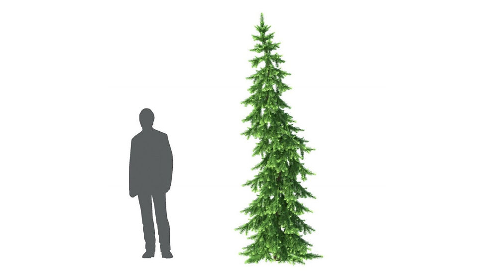 Thumbnail: LIBRARY : HD TREES 6