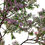 Thumbnail: SPECIES : Peach - Prunus Persica