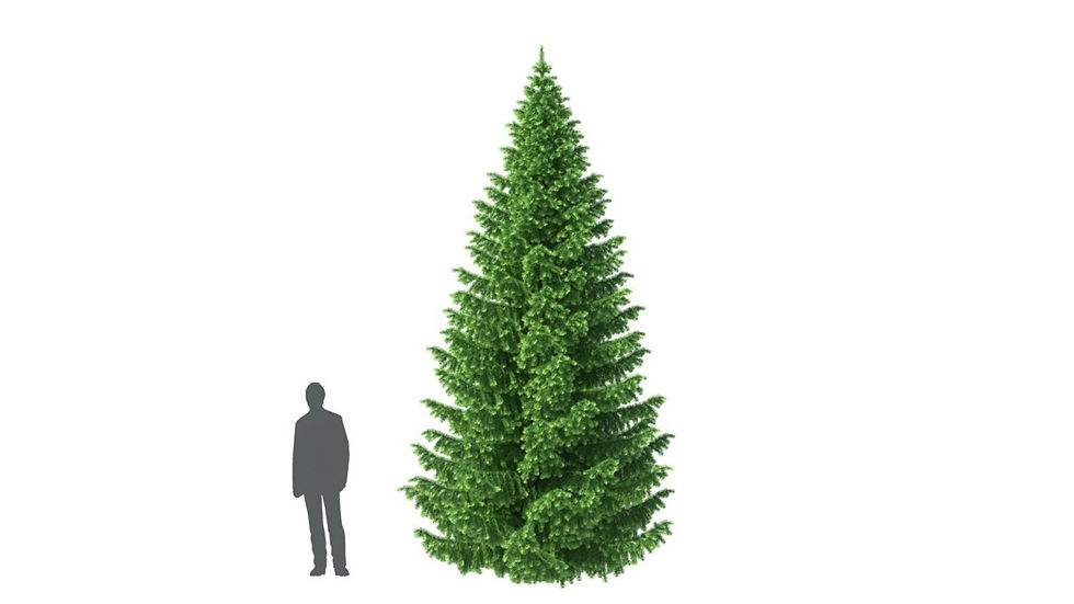 Thumbnail: LIBRARY : HD TREES 6