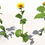 Thumbnail: SPECIES : Sunflower - Helianthus annus