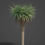 Thumbnail: XFROG AFRICA : Dracaena draco - Dragon Tree