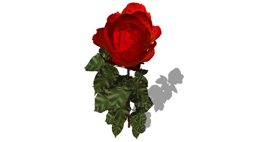 LIBRARY : FLOWERS 1 | Xfrog