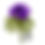 Thumbnail: SPECIES : Poppy Anemone - Anemone coronaria