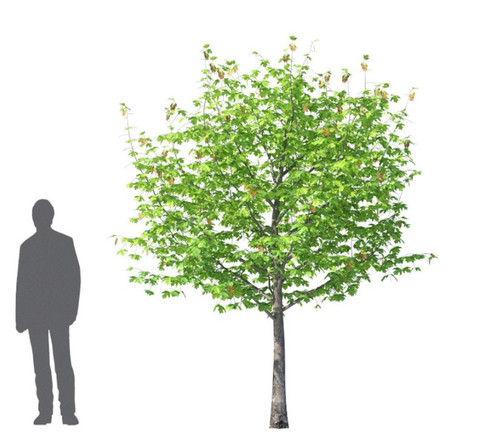 LIBRARY : HD TREES 4 | Xfrog