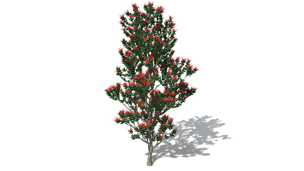 Thumbnail: SPECIES : Ohia Lehua - Metrosideros polymorpha