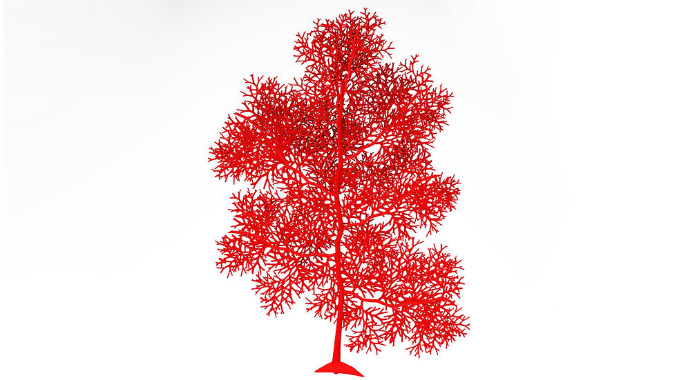 Thumbnail: SPECIES : Giant Sea Fan - Annella mollis