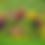 Thumbnail: LIBRARY : HD TREES 8