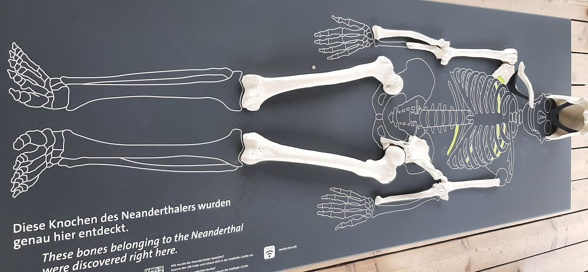 Reproducción de los huesos del sr.N expuestos en lo más alto de la torre Höhlenblick. Neanderthal Museum de Mettmann
