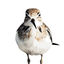 Writer: Calidris Alba