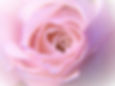 rose-4337245_1280.jpg
