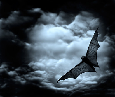 Swooping Bat