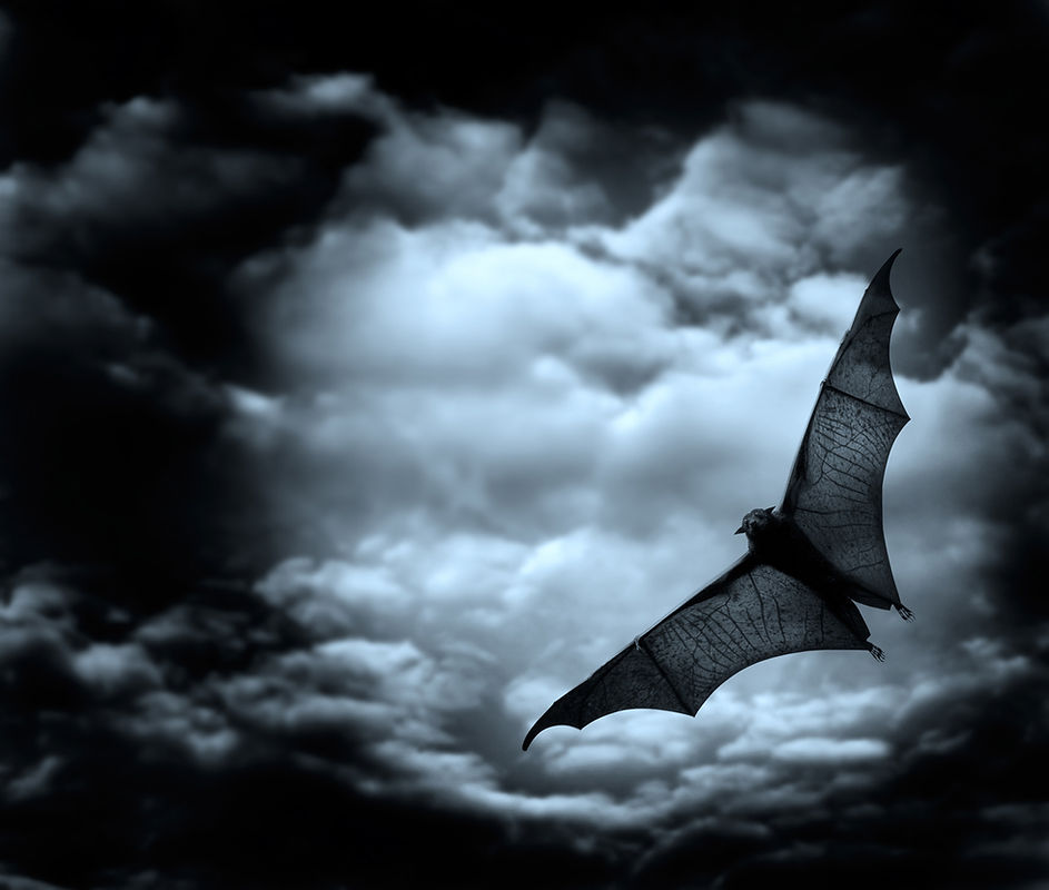 Swooping Bat 