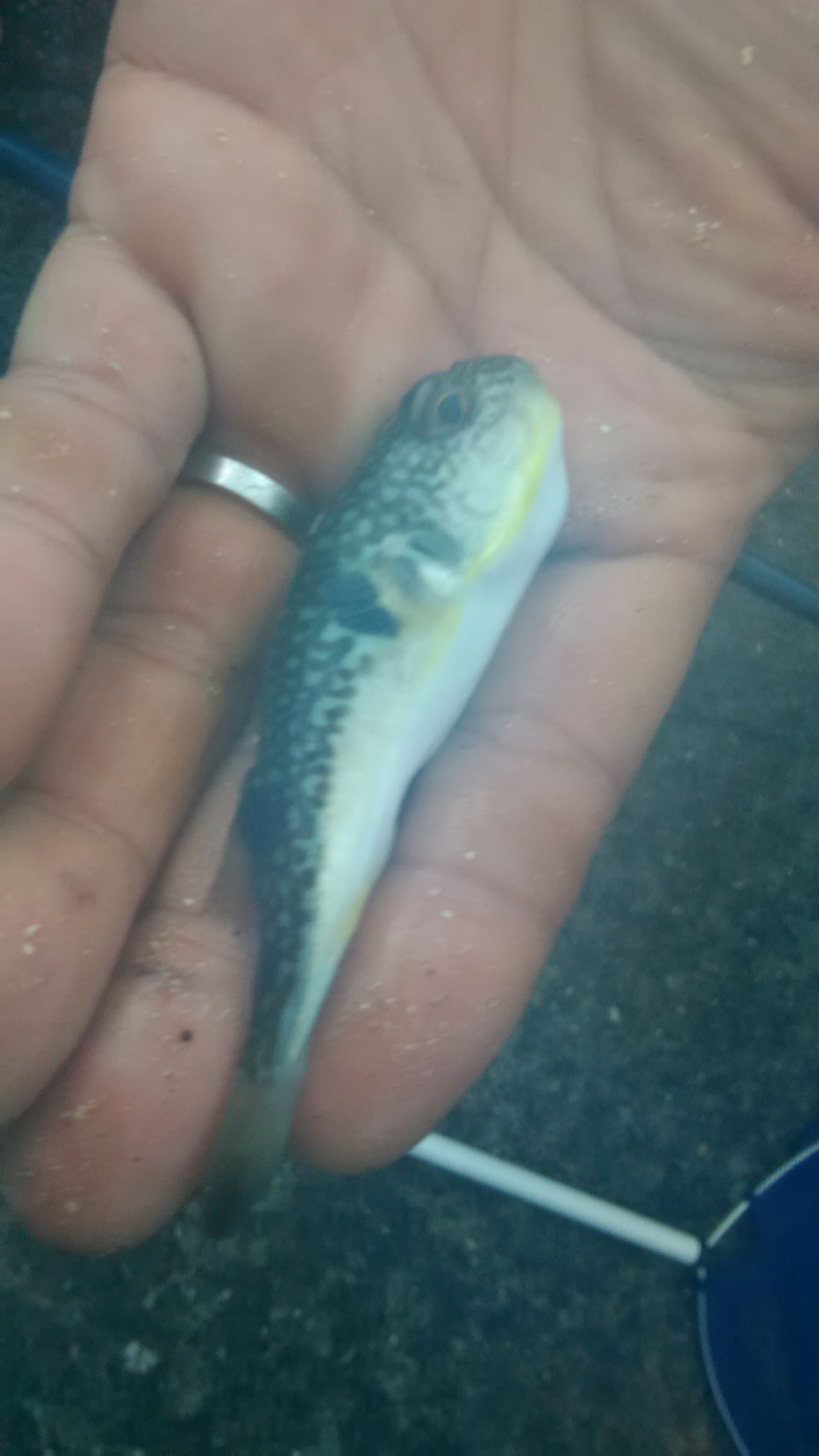 釣り人に嫌われがちなエサ取り魚ふぐちゃま