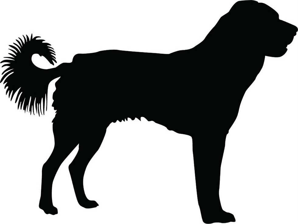 Miniatura: Akbash Dog Decal Sticker (add text)
