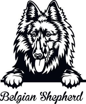 Peeking Belgian Shepher Dog Decal Sticker