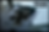 Thumbnail: matte black tree decals on glass