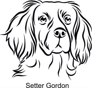 Setter Gordon Dog Decal Sticker 4