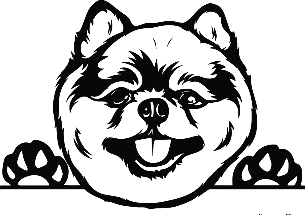 Thumbnail: Peeking Pomeranian Decal Sticker 2 (add text)