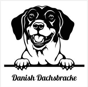 Peeking Danish Dachsbracke Decal Sticker