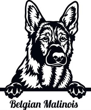 Peeking Belgian Malinois Dog Decal Sticker 2