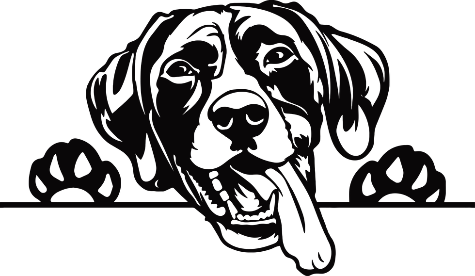 Thumbnail: Adorable Peeking German Shorthaired Pointer Dog Decal Sticker 3