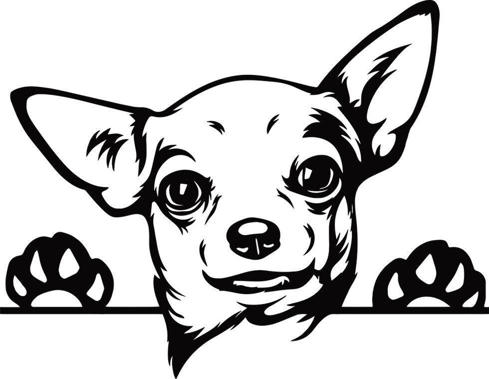 Miniatura: Adorable Peeking Chihuahua Dog Decal Sticker 10