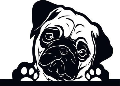 Adorable Peeking Pug Dog Decal Sticker 3