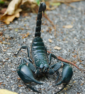 Asian_forest_scorpion.JPG