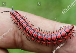 Pink millipede_edited.jpg