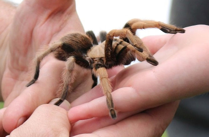 Is it Safe to Keep a Venomous Animal