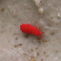 red springs_edited.jpg