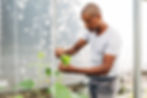 agriculture bio Réunion, Horti Pei, Horti Peï, horticulteur bio Réunion, agriculteur bio, jeune plants maraîchers, fleurs, feuillage, plantes en pots, fleurs comestibles bio