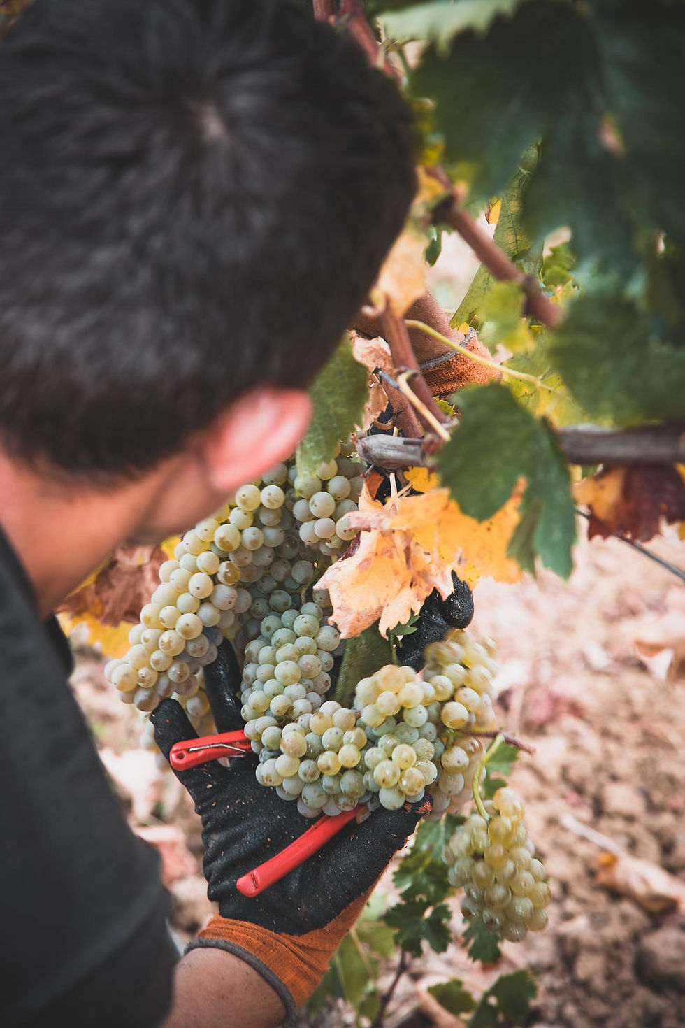 Vin bio et pratiques durables, Roche Verre Bouteille, caviste vins bio Réunion