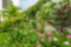 jardin copropriété Réunion - nuage élagage 974
