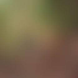 La promenade : un rituel essentiel pour votre chien