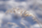 Frozen ice crystals on grass bokeh sparkles