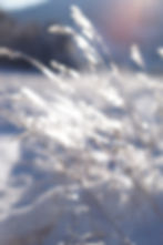 bokeh shallow depth of field snowy field sparkles
