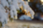 Bokeh golden light of snow on a tree at sunset