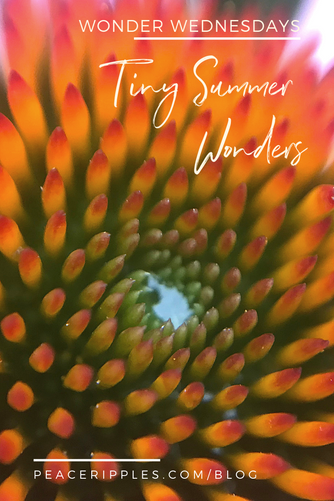 Tiny Summer Wonders