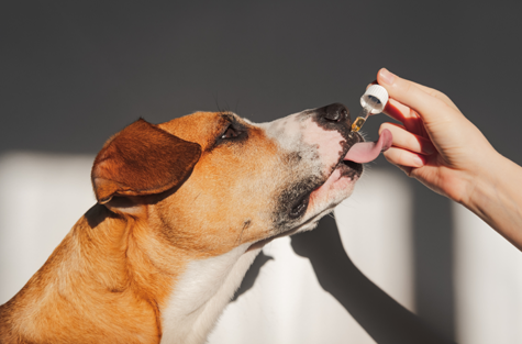 Manipulação Veterinária Pet