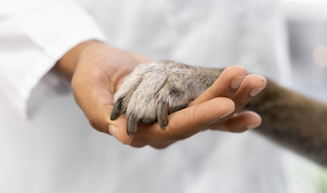 Manipulação Veterinária