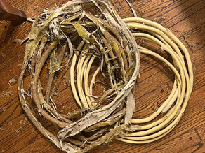 Steamed vine stripped of fibrous bark