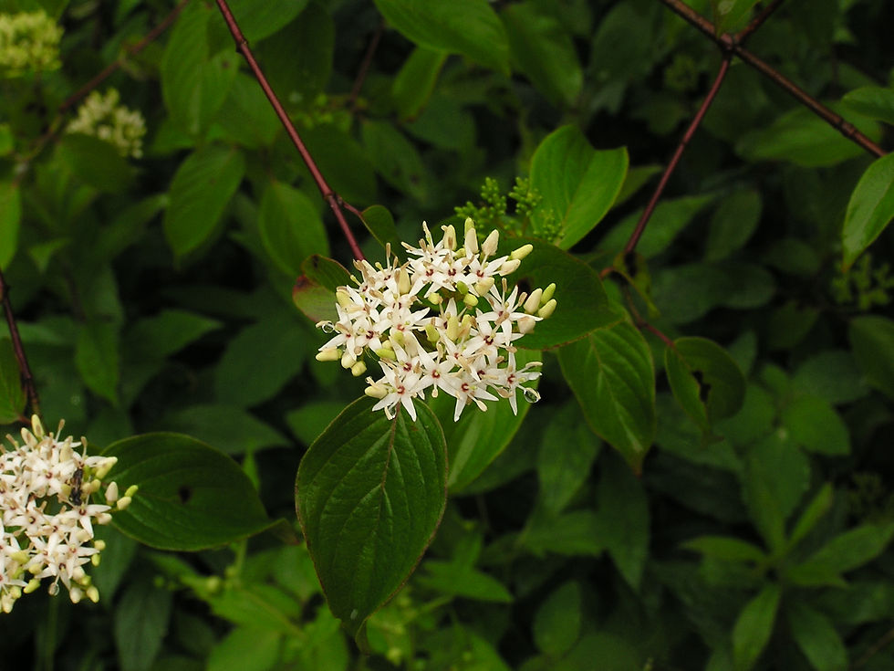Close up of the dogwood leaf and small white flower cluster.