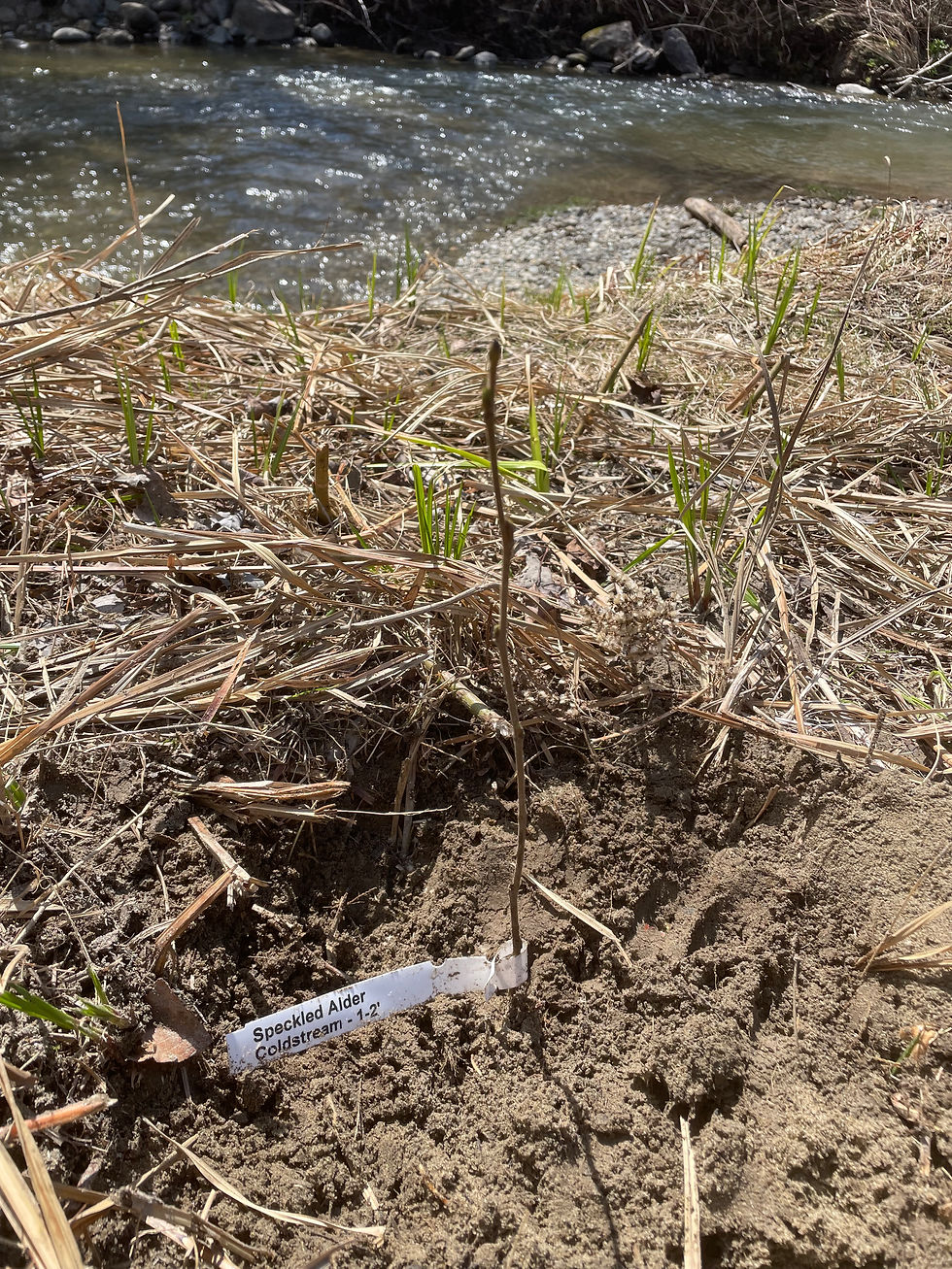 Speckled Alder shrub planted along stream. 