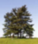 Grand, tall white pine trees against a blue sky.