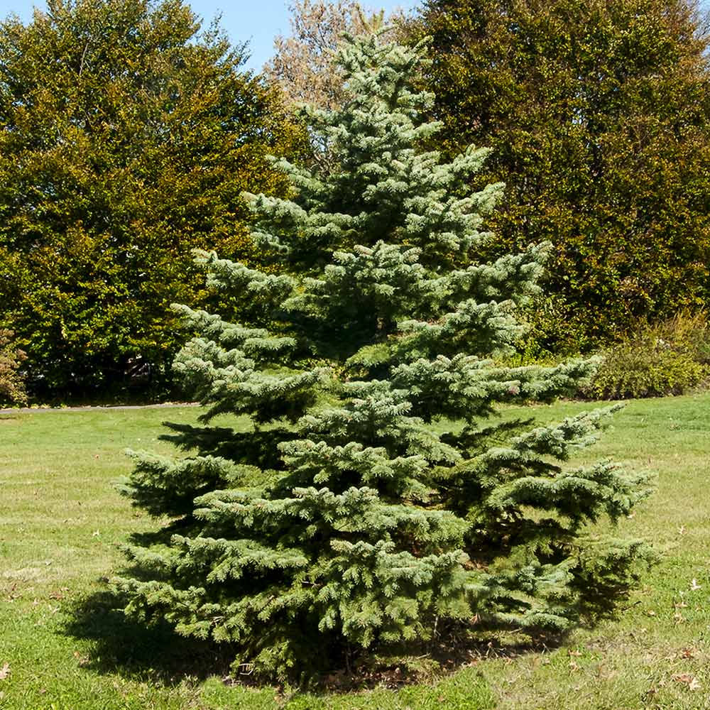 White spruce tree with wide base and a pointed top.