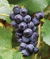 Dark purple grape cluster upclose.