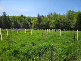 Riparian Buffer Restoration Completed Along Tributaries of Cooks Brook