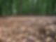 Forest floor duff 1.jpg